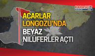 Acarlar Longozu'nda beyaz nilüferler açtı