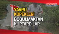 Yavru köpekleri boğulmaktan kurtardılar