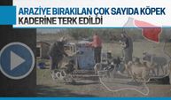 Geri alınacağı söylenerek bırakıldılar, kaderlerine terk edildiler