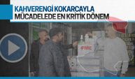 Kahverengi kokarcayla mücadelede en kritik dönemdeyiz