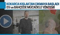 Umut Uysal: Kahverengi kokarcaya tuzaklama ve mücadele nasıl olmalı?