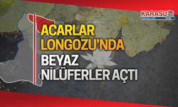 Acarlar Longozu'nda beyaz nilüferler açtı