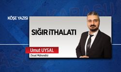 Sığır ithalatı