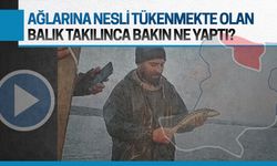 Karasulu balıkçının ağlarına nesli tükenmekte olan balık takıldı