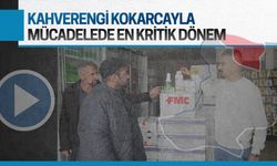 Kahverengi kokarcayla mücadelede en kritik dönemdeyiz