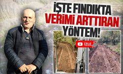 Fındık bahçelerinde teraslama ile verimliliği arttırın