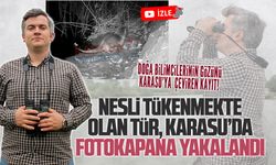 Nesli tükenmekte olan su samuru türü, Karasu’da fotokapana yakalandı