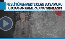 Nesli tükenmekte olan su samuru türü, Karasu’da fotokapana yakalandı