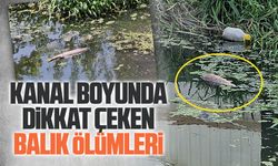 Kanalda dikkat çeken balık ölümleri