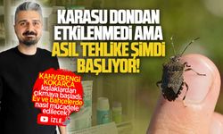 Umut Uysal: Kahverengi kokarcaya tuzaklama ve mücadele nasıl olmalı?
