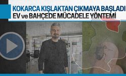 Umut Uysal: Kahverengi kokarcaya tuzaklama ve mücadele nasıl olmalı?