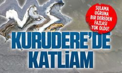 Kurudere’de dereler kurudu, canlılar telef oldu