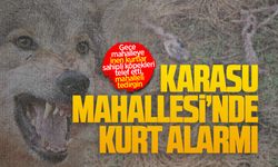 Karasu Mahallesi’nde kurt alarmı