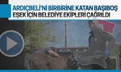 Ardıçbeli Mahallesi’nde başıboş eşek alarmı