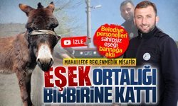 Ardıçbeli Mahallesi’nde başıboş eşek alarmı