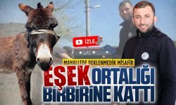 Ardıçbeli Mahallesi’nde başıboş eşek alarmı