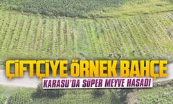 Karasu’da “süper meyve” hasadı