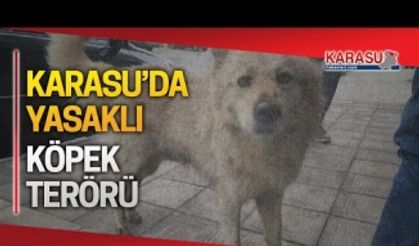 Karasu'da yasaklı köpek dehşeti