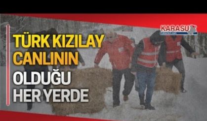 Türk Kızılay Karasu, canlının olduğu her yerde