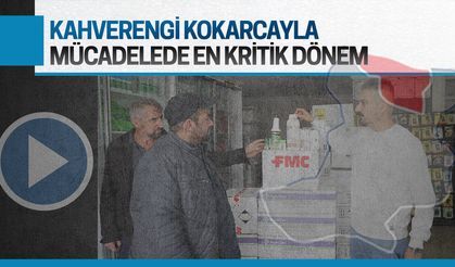 Kahverengi kokarcayla mücadelede en kritik dönemdeyiz