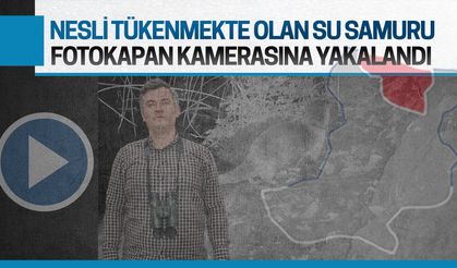 Nesli tükenmekte olan su samuru türü, Karasu’da fotokapana yakalandı