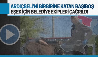 Ardıçbeli Mahallesi’nde başıboş eşek alarmı