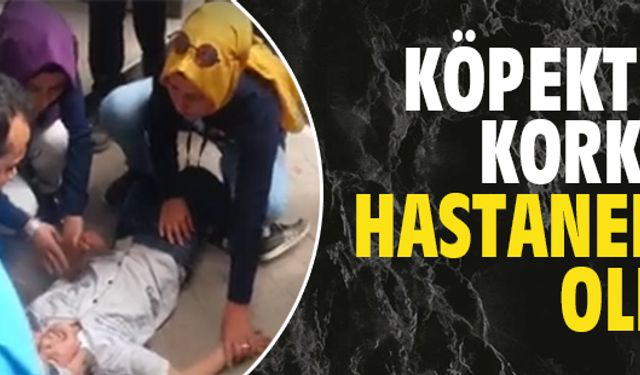 Köpekten korktu, hastanelik oldu