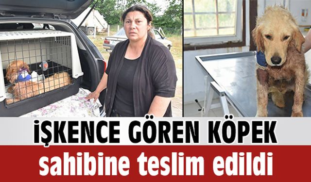 Yaralı köpek sahibine kavuştu