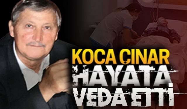 Koca çınar, hayata veda etti