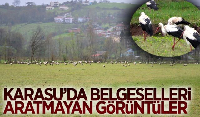 Karasu’da belgeselleri aratmayan görüntüler