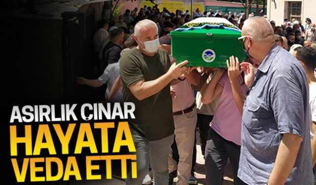 Asırlık çınar, hayata veda etti