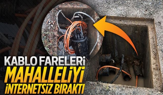 Kablo fareleri mahalleliyi internetsiz bıraktı