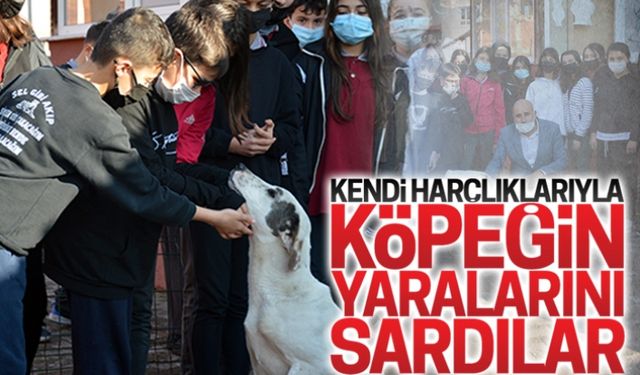 Kendi harçlıklarıyla köpeğin yaralarını sardılar