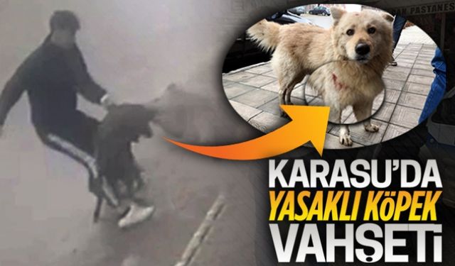 Karasu’da yasaklı köpek dehşeti