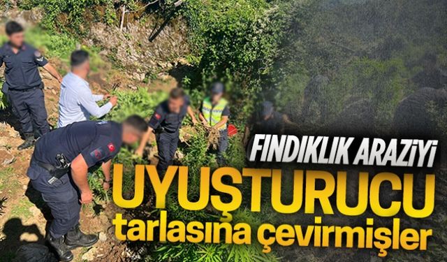 Fındıklık araziyi uyuşturucu tarlasına çevirmişler