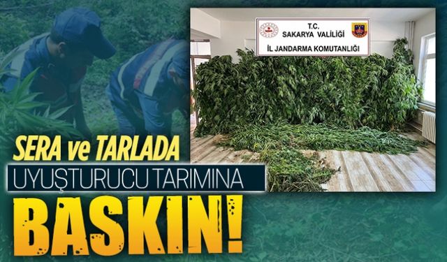 Serada ve tarlada uyuşturucu tarımına baskın