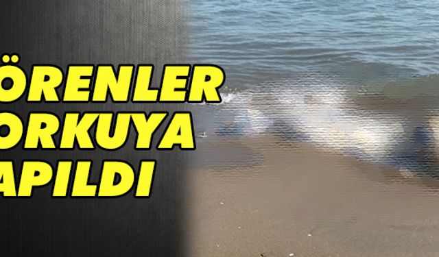 Görenler korkuya kapıldı