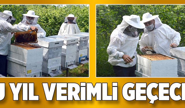 Bu yıl verimli olacak