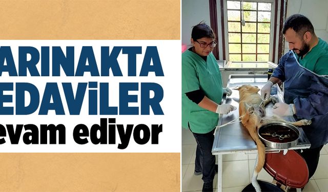 Barınakta tedaviler sürüyor