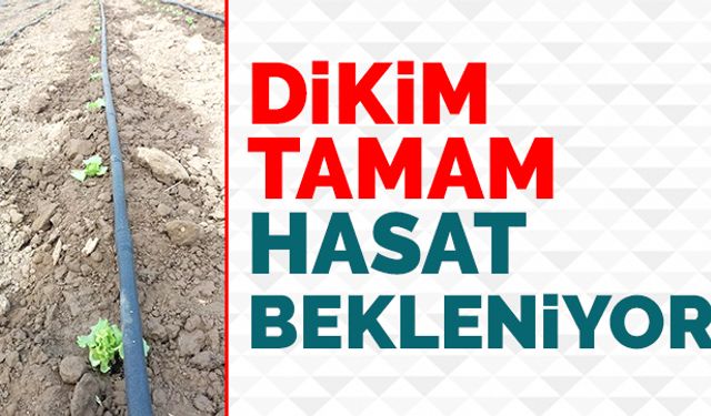 Dikim tamam, hasat bekleniyor