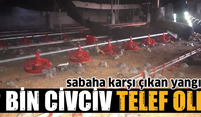 12 bin civciv telef oldu