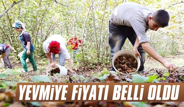 2023 yılı fındık işçilerinin yevmiye fiyatları açıklandı