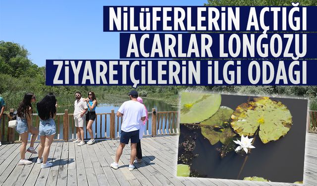 Nilüferlerin açtığı Acarlar Longozu ziyaretçilerin ilgi odağı