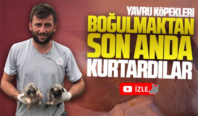 Yavru köpekleri boğulmaktan son anda kurtardılar