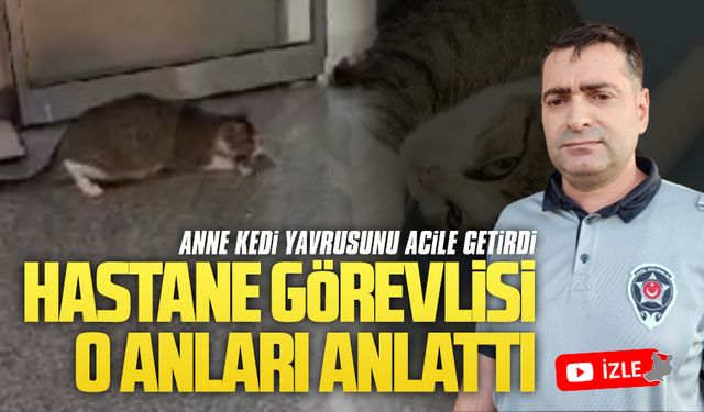 Anne kedi, yavrusunu ağzıyla acil servise taşıdı