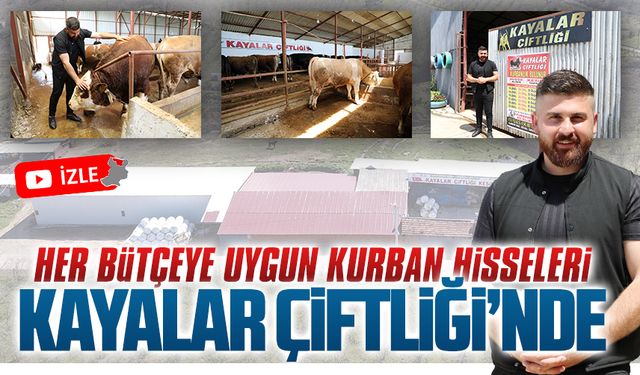 Her bütçeye uygun kurban hisseleri Kayalar Çiftliği’nde