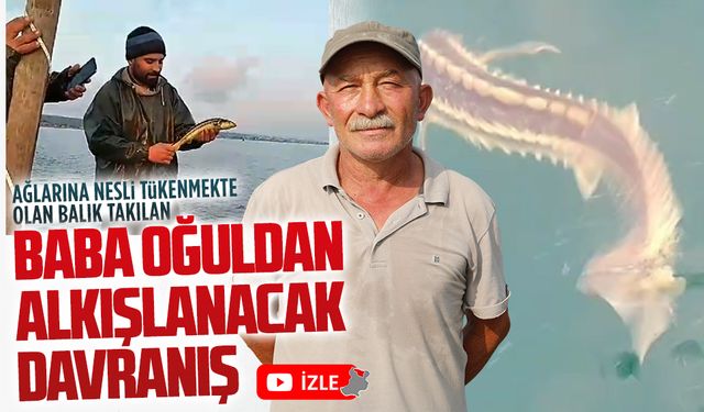 Karasulu balıkçının ağlarına nesli tükenmekte olan balık takıldı