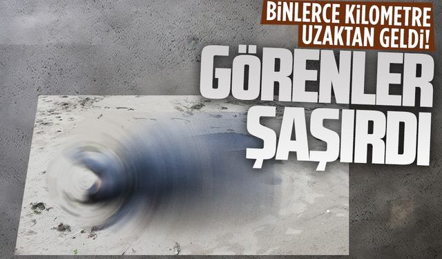 Binlerce kilometreden geldi, Karasu’da karaya vurdu