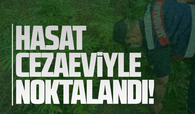 Karasu’da kenevir hasadında suçüstü yakalandı