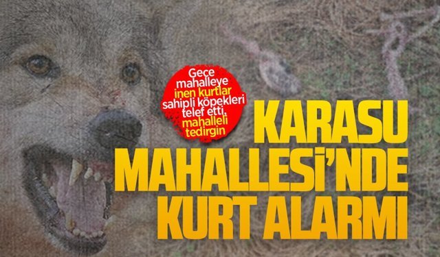 Karasu Mahallesi’nde kurt alarmı